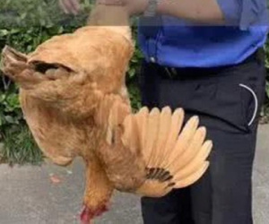 Truy bắt nhóm thanh niên trộm gà, hành hung chủ nhà trọng thương