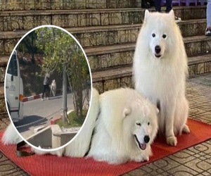 Không chịu đứng nắng chụp ảnh với khách, chú chó Alaska bị chủ đánh đến gãy cây khiến dân tình bức xúc