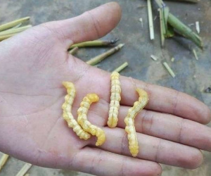 Sự thật sâu chít bổ thận, tráng dương