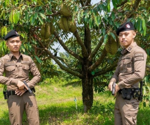Thái Lan: Cảnh sát triển khai lực lượng bảo vệ sầu riêng chín cây