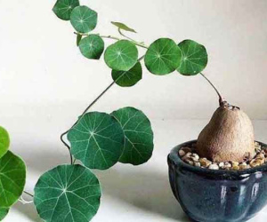 Loại cây xấu xí nhưng nhà giàu rất thích rước về nhà, người nghèo lại 'chê' mang vứt