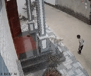Tỏ ra bản lĩnh khi mạo hiểm 'chọc chó', bé trai liền khóc nhè khi nhân vật quyền lực này xuất hiện