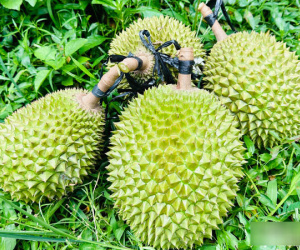 Sầu riêng ngon nhất thế giới trồng tại Việt Nam: 900 nghìn/kg, chờ nửa tháng mới có hàng