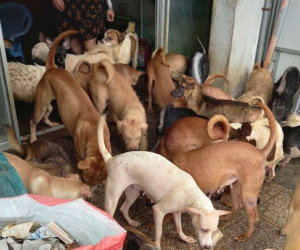 Bề ngang chỉ 2,6m nuôi... 82 con chó, chủ nhà bị xử phạt 64 triệu đồng vì gây ô nhiễm