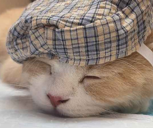 Bất ngờ trời ban lộc lớn, 7 ngày cuối tháng 3 những con giáp này làm 1 hưởng 10, no nê, dư dả