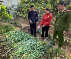 'Thu hoạch' gần 1,5 tạ cần sa trong vườn rau của nhà dân ở Hải Phòng