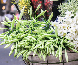 Hoa loa kèn dội chợ gọi tháng 4 về, giá rẻ bèo vẫn ế
