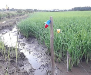 Vướng vào dây điện bẫy chuột, nam thanh niên bị giật tử vong