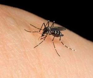 Người phụ nữ phải cắt cụt tay chân sau khi bị muỗi đốt