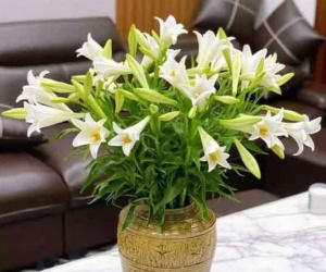 Giữa mùa hoa loa kèn, thêm vài giọt này vào nước, bông nở đều, cắm 10 ngày vẫn tươi rói