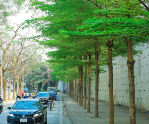 Cây xanh bị nâng khống giá được trồng ở đâu tại Hà Nội?