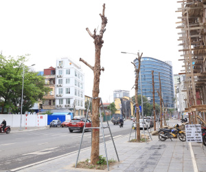 Hà Nội: Hàng cây nghi chết khô trên đường 340 tỷ đồng vừa thông xe