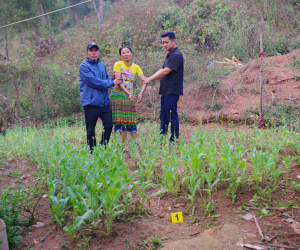 Khởi tố người phụ nữ trồng 585 cây thuốc phiện