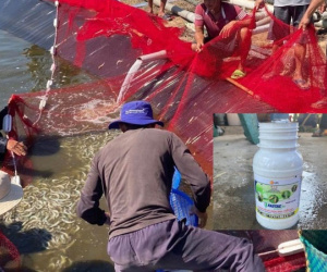 Nghi vợ ngoại tình, người đàn ông làm chết hơn 11 tấn tôm
