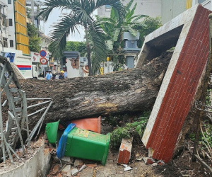 Cây xanh bên trong sân trường bất ngờ bật gốc, ít nhất 5 người bị thương