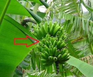 Có 5 loại cây trồng trước nhà nghèo túng, trồng sau nhà lại lộc khí dồi dào, 3 đời giàu có
