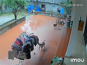 Tưởng Cô Tấm xuất hiện giúp việc nhà, chủ nhà thích thú khi phát hiện 'thành viên' tận tụy nằm trước cửa