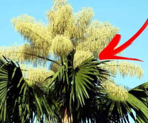 Đừng thấy hoa nở mà ngỡ xuân về, có 4 loại cây bỗng dưng ra hoa là 'điềm gở', gia chủ muốn yên ổn thì nhổ bỏ ngay