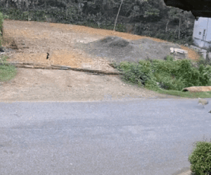 Video: Đâm trúng chó thả rông, người phụ nữ ngã văng xuống đường