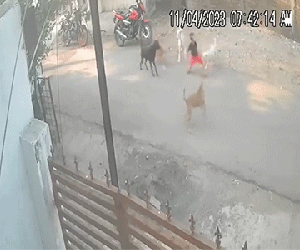 Mẹ xả thân lao vào đàn chó cứu con trai