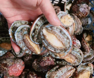 'Chợ mạng’ rao bán loại hải sản quý tộc giá siêu rẻ