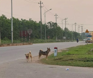 Đang đi tiêm vắc-xin phòng bệnh dại, nữ bác sĩ thú y bị chó dại tấn công