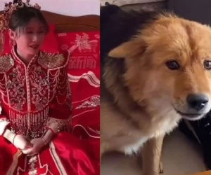 Biểu cảm bàng hoàng của chó cưng khi thấy cô chủ trang điểm khiến tất cả bật cười