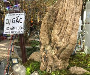 Gấc bonsai trăm tuổi đẹp cỡ nào giá 150 triệu đồng?