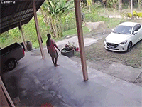 Có lòng tốt giúp hàng xóm đuổi bò thả rông về nhà, người phụ nữ nhận cái kết cười ra nước mắt