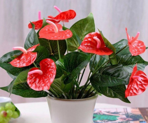 8 loại cây cảnh 'đẹp mà độc', thích mấy cũng tuyệt đối không nên trồng trong nhà