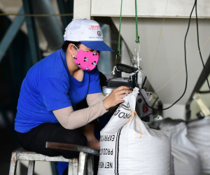 Giá gạo Việt đứng đầu thế giới, doanh nghiệp xuất khẩu trúng đậm
