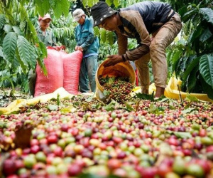 Xuất hiện yếu tố 'thiên thời', xuất khẩu cà phê Việt Nam có cơ hội duy trì mức 4 tỷ USD