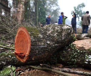 Bán thành công lô gỗ sưa từng được trả giá trăm tỷ ở Hà Nội sau 5 lần đấu giá