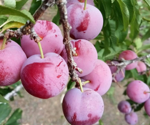 ‘Cherry Việt’ đổ bộ thị trường, giá chỉ 12.500 đồng/kg