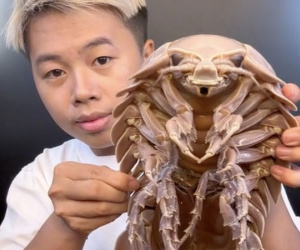 Dân tình đua nhau mukbang bọ biển: 'Ngoại hình' đáng sợ nhưng ai ăn vào cũng tấm tắc khen!