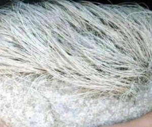 Cụ ông nhặt được viên đá 'mọc tóc bạc phơ', chuyên gia lập tức yêu cầu phong tỏa cả làng