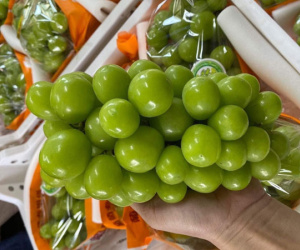 Giá cao hơn hàng Úc, nho Trung Quốc đổ bộ chợ bán ‘đắt như tôm tươi’