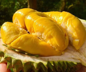 Sầu riêng Việt bán tại siêu thị Vương quốc Anh, 400 nghìn đồng/kg