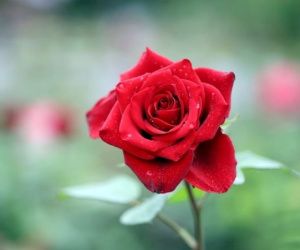Người sinh tháng Âm lịch này ý chí kiên định, tháng 6 tới có cơ hội giàu to