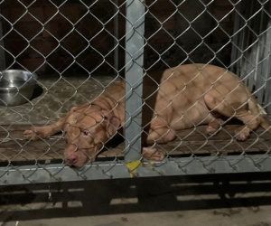 Chó Pitbull của con gái cắn chết mẹ ruột 82 tuổi