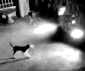 CLIP: Lái ô tô đi trộm chó trong 20 giây ở Bình Phước