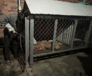 Gây mê chó Pitbull cắn chết cụ bà ở Bình Dương để xử lý