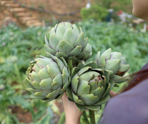 Nhận kỷ lục châu Á, hoa atiso 200 nghìn/kg đắt khách ăn giải nhiệt
