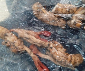 Suýt chết vì ăn nhộng ve sầu lại tưởng đông trùng hạ thảo
