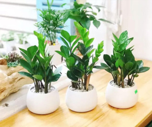 Cây kim tiền đặc biệt phù hợp với người tuổi này, trồng 1 cây trong nhà lộc không ngừng đến