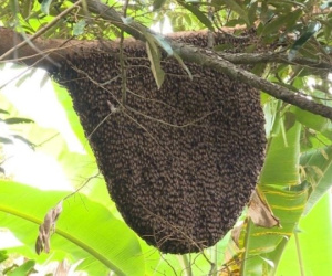 Hà Tĩnh: Đi lấy mật, người đàn ông bị ong đốt tử vong