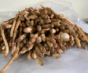 Trời mưa mới được ăn nấm mối, 1 triệu đồng/kg vẫn hết sạch