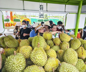 Vì sao sầu riêng xuất khẩu của Thái Lan bỏ xa Việt Nam?