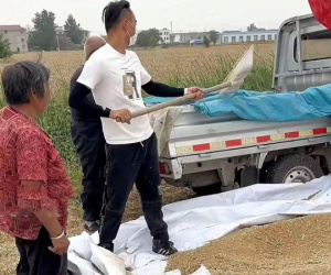 Tái hôn, con dâu đưa chồng đến gặt lúa giúp nhà chồng cũ gây xúc động