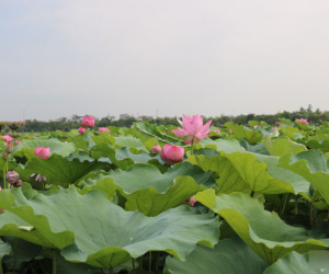 Mùa hoa sen nở hái cả triệu bông, anh nông dân thu 8 tỷ đồng